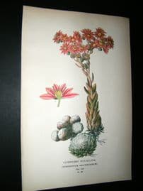 Step 1897 Antique Botanical Print. Cobwebby Houseleek