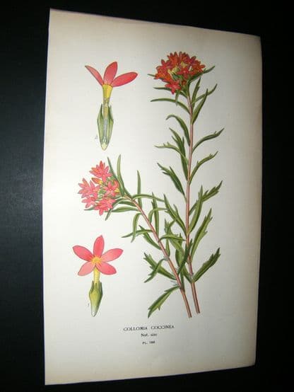 Step 1897 Antique Botanical Print. Collomia Coccinea | Albion Prints