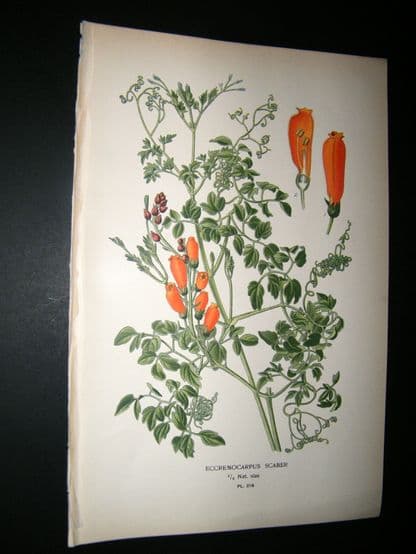 Step 1897 Antique Botanical Print. Eccremocarpus | Albion Prints