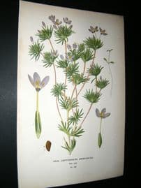 Step 1897 Antique Botanical Print. Gilia Androsacea