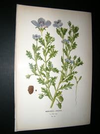 Step 1897 Antique Botanical Print. Nemophila Insignis