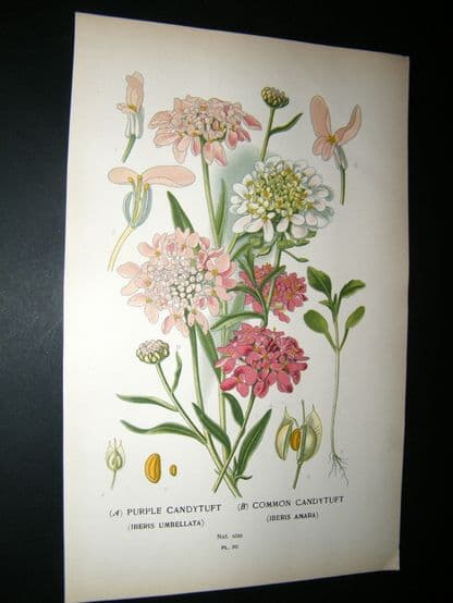 Step 1897 Antique Botanical Print. Purple Candytuft. Common Candytuft | Albion Prints