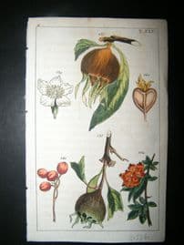 Wilhelm C1790's H/Col Botanical Print. Common medlar, Mespilus germanica 4-45