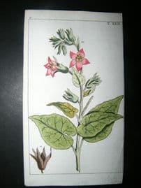 Wilhelm C1790's H/Col Botanical Print. Tobacco Plant, Nicotiana fruticosa 6-29