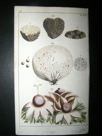 Wilhelm C1790's H/Col Botanical Print. Truffle, Lycoperdon tuber, Puffball 4-15