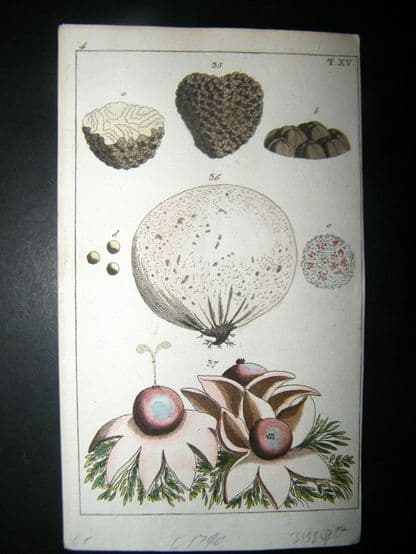 Wilhelm C1790's H/Col Botanical Print. Truffle, Lycoperdon tuber, Puffball 4-15 | Albion Prints