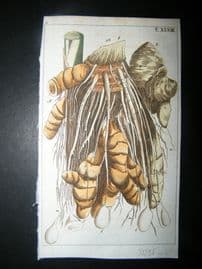 Wilhelm C1790's H/Col Botanical Print. Turmeric root. Curcuma rotunda 5-58