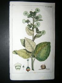 Wilhelm C1790's H/Col Botanical Print. Wild Tobacco Plant Nicotiana rustica 6-28