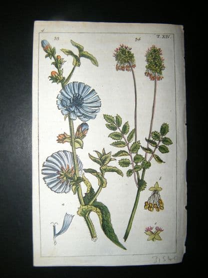 Wilhelm C1790's H/Col Botanical. Endive, Cichorium Endivea & Salad Burne 4-14 | Albion Prints
