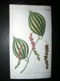 Wilhelm C1790's Hand Col Botanical Print. Black pepper leaves, peppercorn 5-37