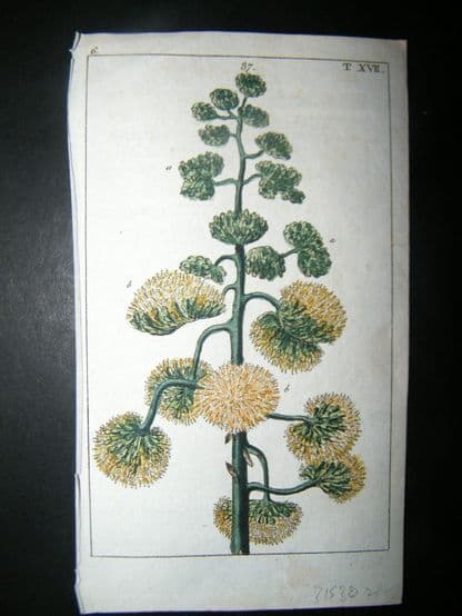Wilhelm C1790's HC Botanical Print. Century plant, Maguey or American aloe 6-17 | Albion Prints