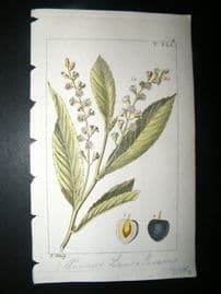 Wilhelm C1810 H/Col Botanical Print. Cherry Laurel, Prunus laurocerasus 8-41