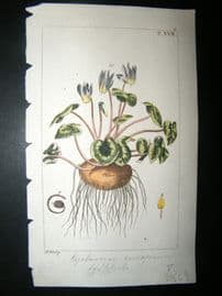 Wilhelm C1810 H/Col Botanical Print. Cyclamen Europaeum 8-17