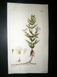 Wilhelm C1810 H/Col Botanical Print. Hedgehyssop, Gratiola Officinalis 3-8