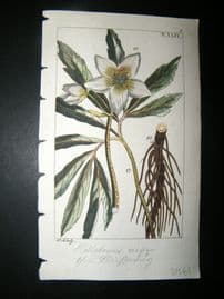 Wilhelm C1810 H/Col Botanical Print. Helloborus Niger 8-49
