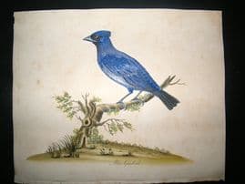 William Hayes: 1817 Blue Grosbeak, Hand Col Bird