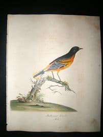 William Hayes: 1817 Blue Headed Parrot, Hand Col Bird