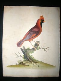 William Hayes: 1817 Cardinal Grosbeak, Hand Col Bird