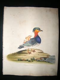 William Hayes: 1817 Chinese Duck, Hand Col Bird