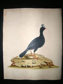 William Hayes: 1817 Cushew, Hand Col Bird