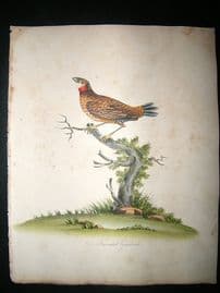 William Hayes: 1817 Fasciated Grosbeak, Hand Col Bird