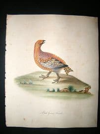 William Hayes: 1817 Female Black Grouse, Hand Col Bird