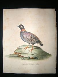 William Hayes: 1817 Francolin Partridge, Hand Col Bird