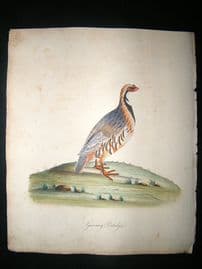 William Hayes: 1817 Guernsey Partridge, Hand Col Bird