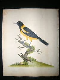 William Hayes: 1817 Icterus Oriole, Hand Col Bird