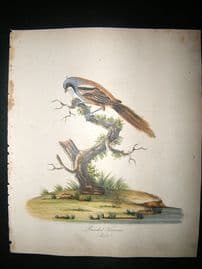 William Hayes: 1817 Male Bearded Titmouse Bird. HC