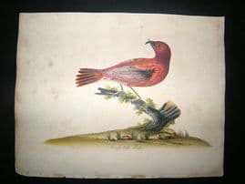 William Hayes: 1817 Male Cross Bill, Hand Col Bird