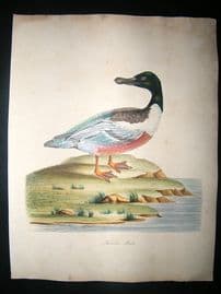 William Hayes: 1817 Male Shoveler Duck, Hand Col