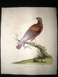 William Hayes: 1817 Moor Buzzard, Hand Col Bird