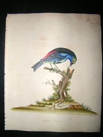 William Hayes: 1817 Paradise Tanager, Hand Col Bird