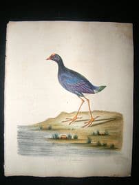 William Hayes: 1817 Purple Gallinule, Hand Col Bird
