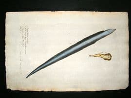 Willughby & Ray 1686 Folio Hand Col Fish Print. Conger Eel & Torpedine (Sand Creeper)