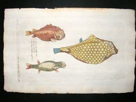 Willughby & Ray 1686 Folio Hand Col Fish Print. Orbis Oblingus Testudinis Capite Clus, etc