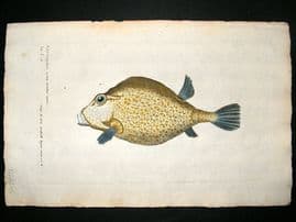 Willughby & Ray 1686 Folio Hand Col Fish Print. Trunkfish