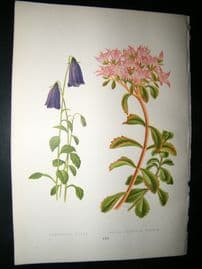 Wooster 1874 Antique Botanical Print. Campanula Pulla