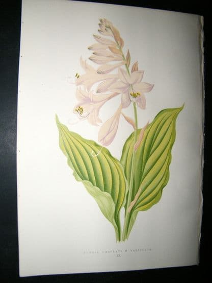 Wooster 1874 Antique Botanical Print. Funkia Undulata B Variegata | Albion Prints