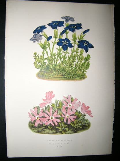 Wooster 1874 Antique Botanical Print. Gentiana Bavarica | Albion Prints
