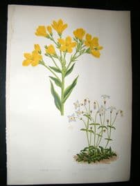 Wooster 1874 Antique Botanical Print. Linum Flavum