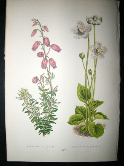 Wooster 1874 Antique Botanical Print. Menziesia Polifolia | Albion Prints