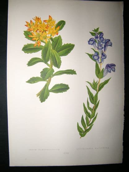 Wooster 1874 Antique Botanical Print. Sedum Kamtschaticum | Albion Prints