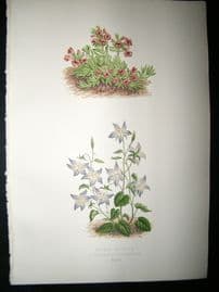 Wooster 1874 Antique Botanical Print. Thymus Azureus