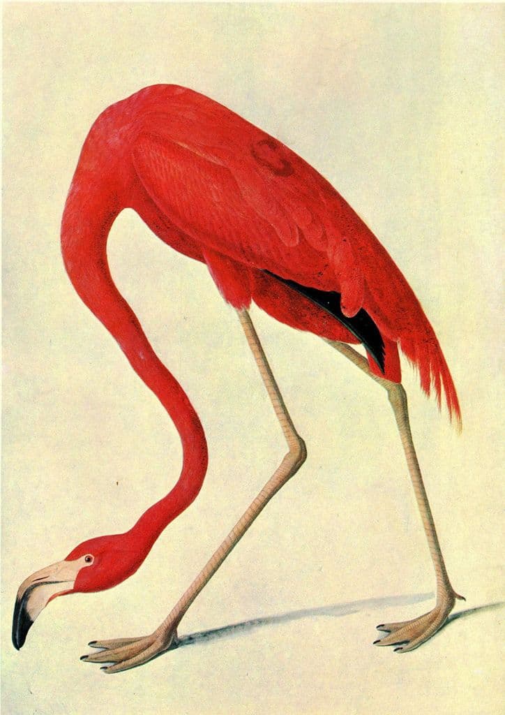 Audubon, John James: American Flamingo. Fine Art Print/Poster. Sizes: A4/A3/A2/A1 (00660)