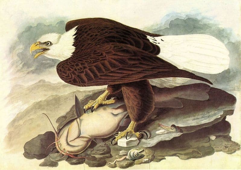 Audubon, John James: Bald Eagle 2. American Bird, Ornithology Fine Art Print.  (001007)