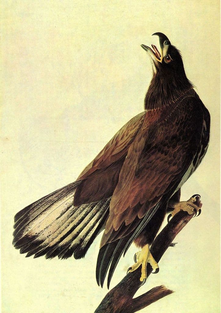 Audubon, John James: Bald Eagle. American Bird, Ornithology Fine Art Print.  (001006)