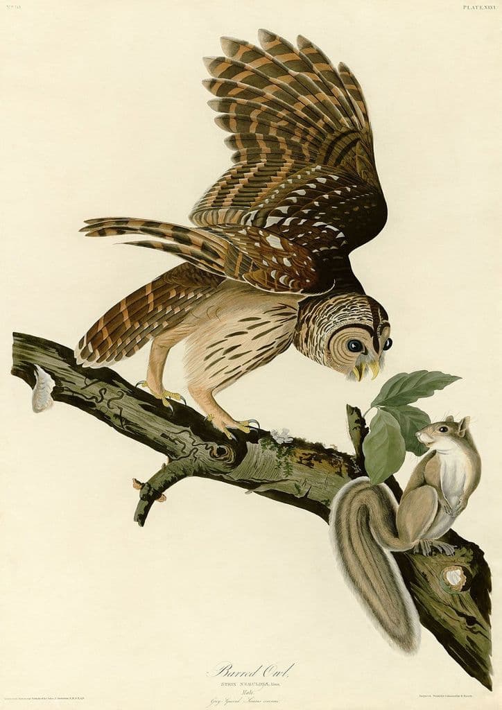 Audubon, John James: Barred Owl and Grey Squirrel. Ornithology Fine Art Print.  (001010)