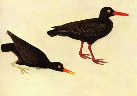 Audubon, John James: Black Oystercatcher. Ornithology/Bird Fine Art Print.  (001011)